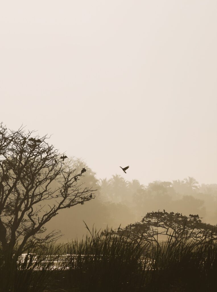 Capture the calm of NW Sri Lanka at sunrise with flying birds and serene nature.