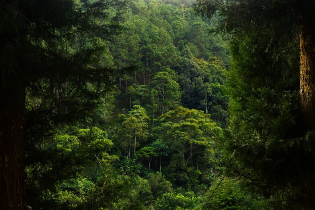 Sinharaja Rain Forest - A vibrant lush tropical forest with dense green trees creating a serene natural scene.