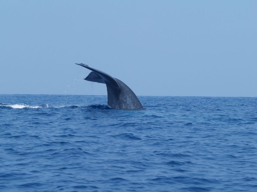 Blue whale diving with visible tail in open ocean, Sri Lanka. Stunning marine wildlife moment.